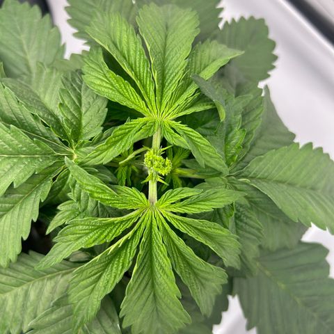 Black Domina growlog photo: Fimming & Topping