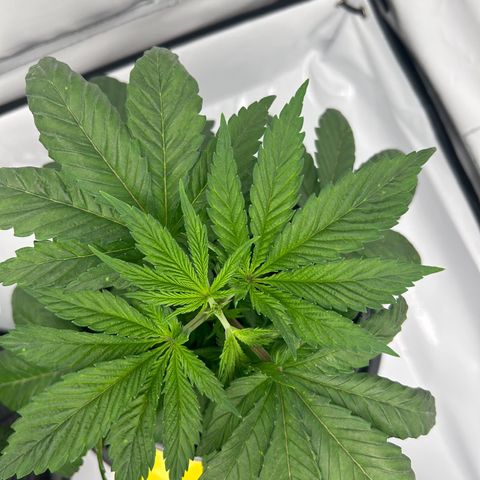 Sweet Cherry Kush growlog photo: Topping 