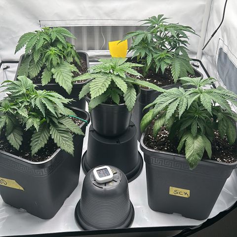 Sweet Cherry Kush growlog photo: Neue Töpfe 