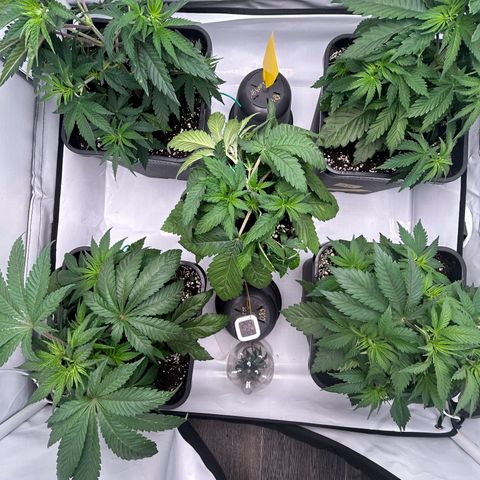 Sweet Cherry Kush growlog timeline photo