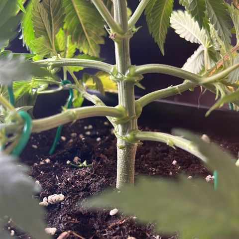 Sweet Cherry Kush growlog photo: Entlaubt und lst 