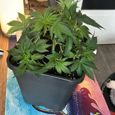 Sweet Cherry Kush growlog photo: Entlaubt und lst 