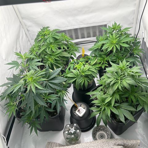 Sweet Cherry Kush growlog photo: 2 Tagen nach dem entlauben 