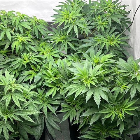 Sweet Cherry Kush growlog timeline photo