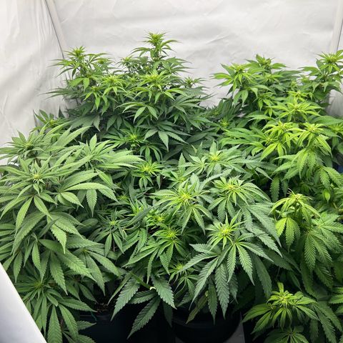 Sweet Cherry Kush growlog timeline photo