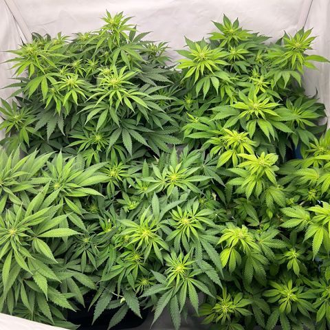 Sweet Cherry Kush growlog timeline photo