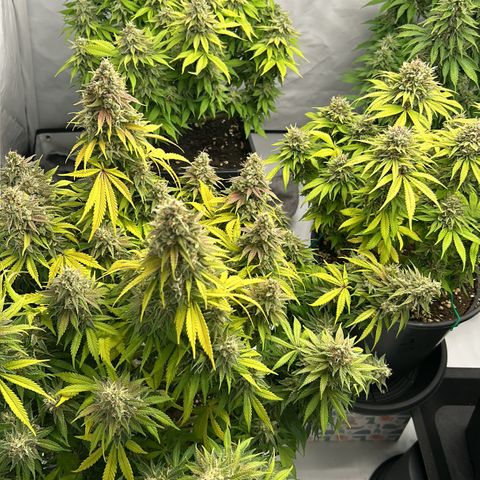 Sweet Cherry Kush growlog timeline photo