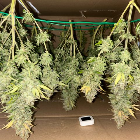 Sweet Cherry Kush growlog photo: 1/2