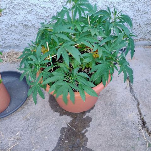 Sunset Paradise growlog timeline photo
