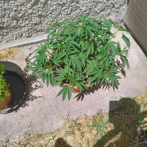 Sunset Paradise growlog timeline photo