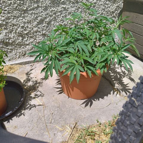 Sunset Paradise growlog timeline photo