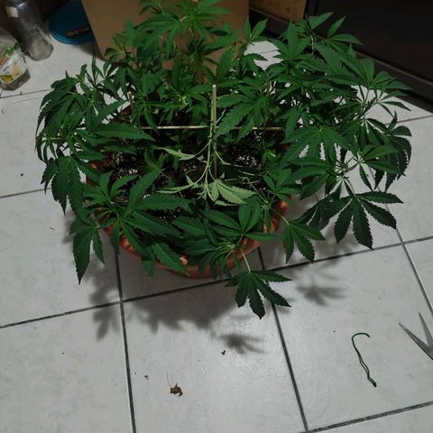 Sunset Paradise growlog timeline photo