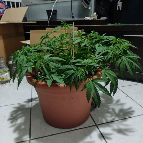 Sunset Paradise growlog timeline photo