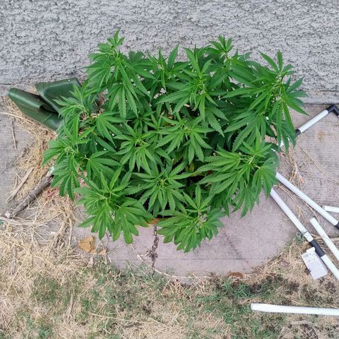 Sunset Paradise growlog timeline photo
