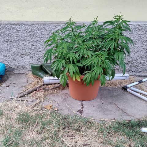 Sunset Paradise growlog timeline photo
