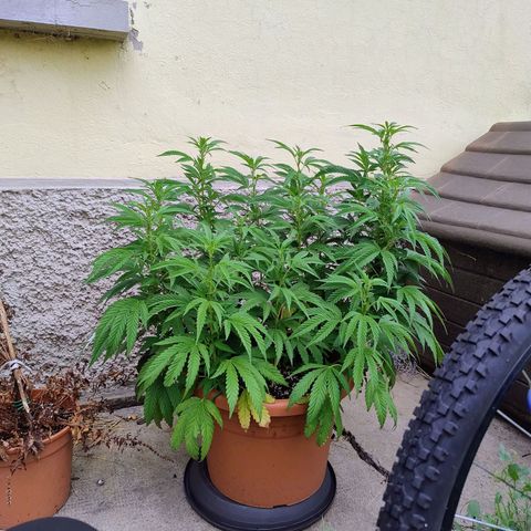 Sunset Paradise growlog timeline photo