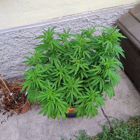 Sunset Paradise growlog timeline photo