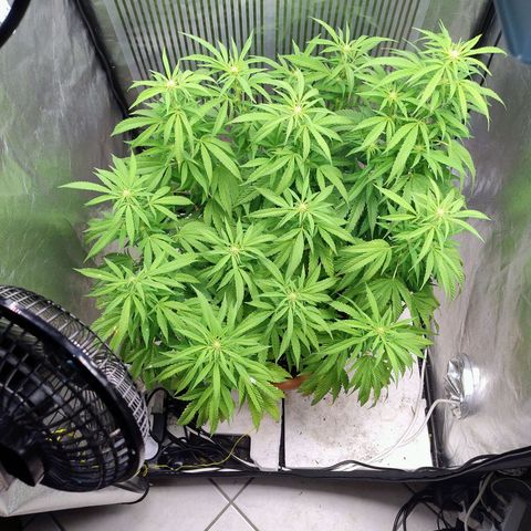 Sunset Paradise growlog timeline photo