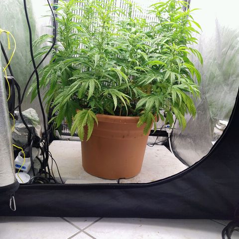 Sunset Paradise growlog timeline photo