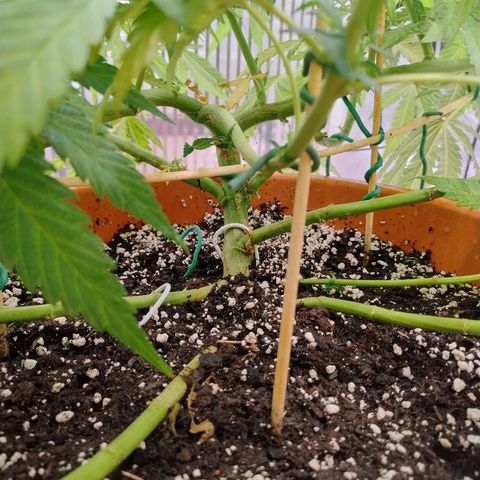 Sunset Paradise growlog timeline photo