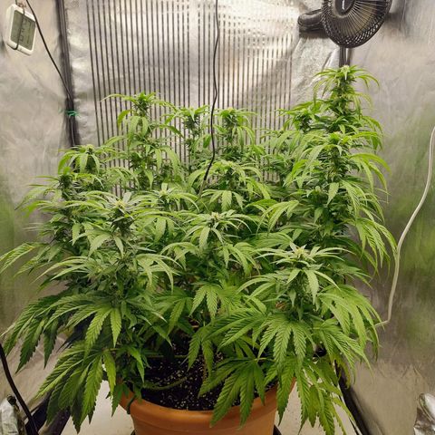 Sunset Paradise growlog timeline photo