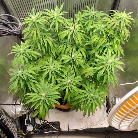 Sunset Paradise growlog timeline photo