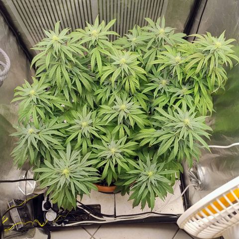 Sunset Paradise growlog timeline photo