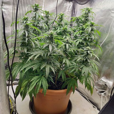 Sunset Paradise growlog timeline photo