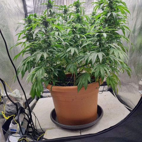 Sunset Paradise growlog timeline photo
