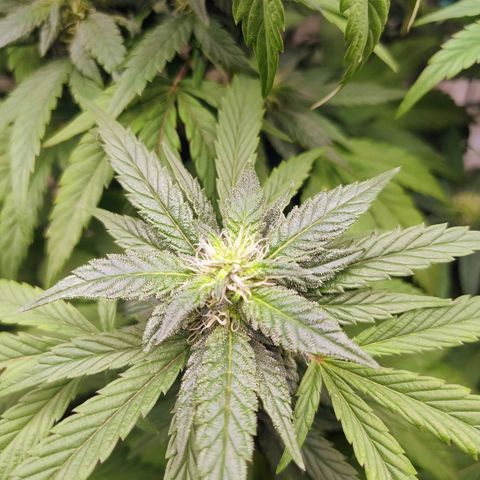 Sunset Paradise growlog timeline photo