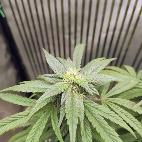 Sunset Paradise growlog timeline photo