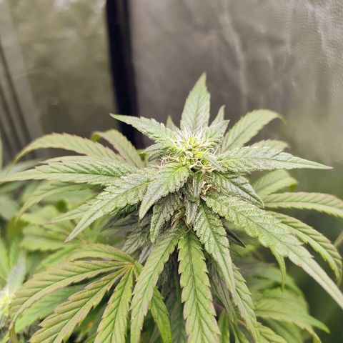 Sunset Paradise growlog timeline photo