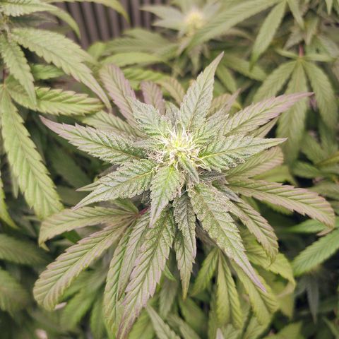 Sunset Paradise growlog timeline photo