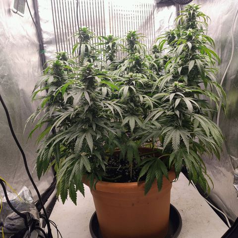 Sunset Paradise growlog timeline photo