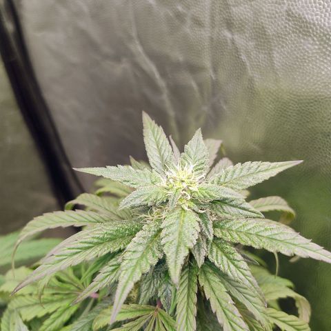 Sunset Paradise growlog timeline photo