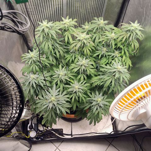 Sunset Paradise growlog timeline photo