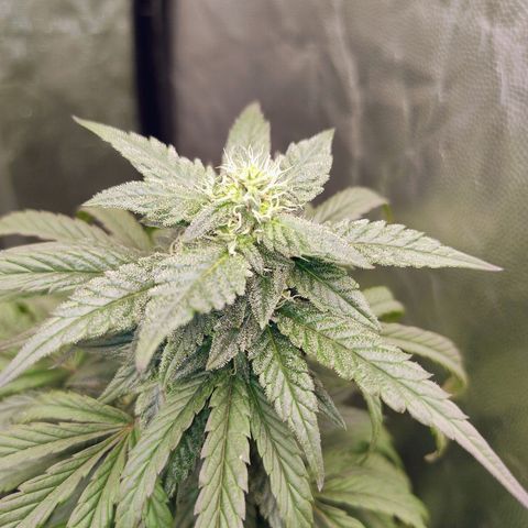 Sunset Paradise growlog timeline photo