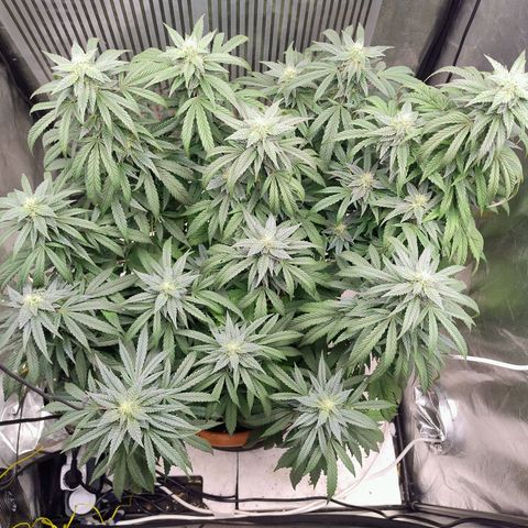 Sunset Paradise growlog timeline photo
