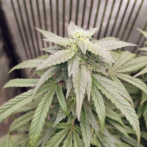 Sunset Paradise growlog timeline photo