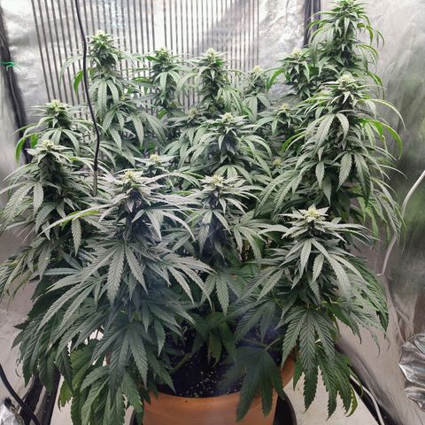 Sunset Paradise growlog timeline photo