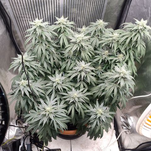 Sunset Paradise growlog timeline photo