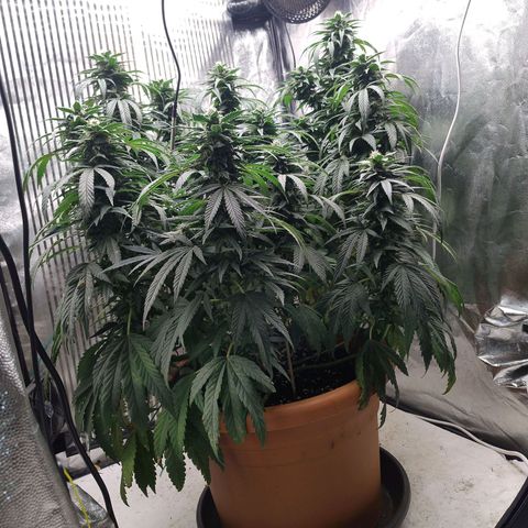 Sunset Paradise growlog timeline photo