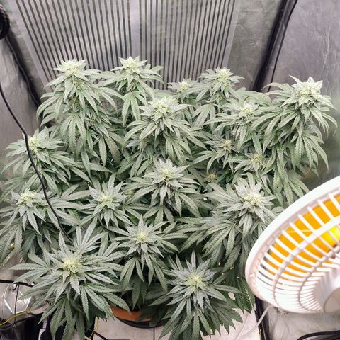 Sunset Paradise growlog timeline photo