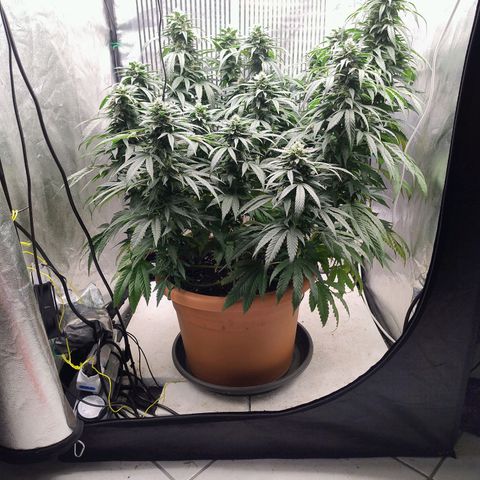 Sunset Paradise growlog timeline photo