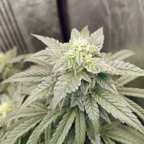 Sunset Paradise growlog timeline photo