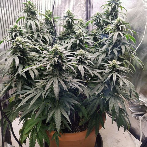 Sunset Paradise growlog timeline photo