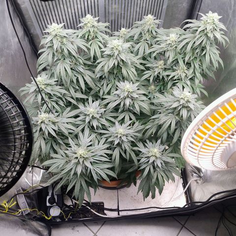 Sunset Paradise growlog timeline photo