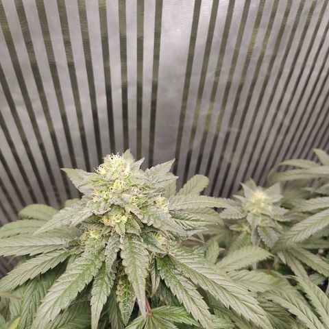 Sunset Paradise growlog timeline photo