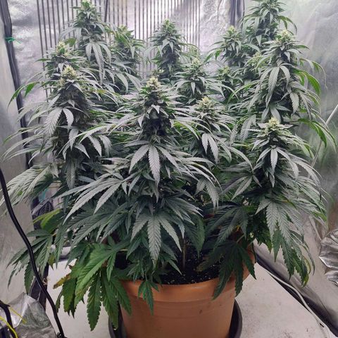 Sunset Paradise growlog timeline photo