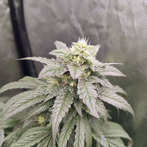 Sunset Paradise growlog timeline photo